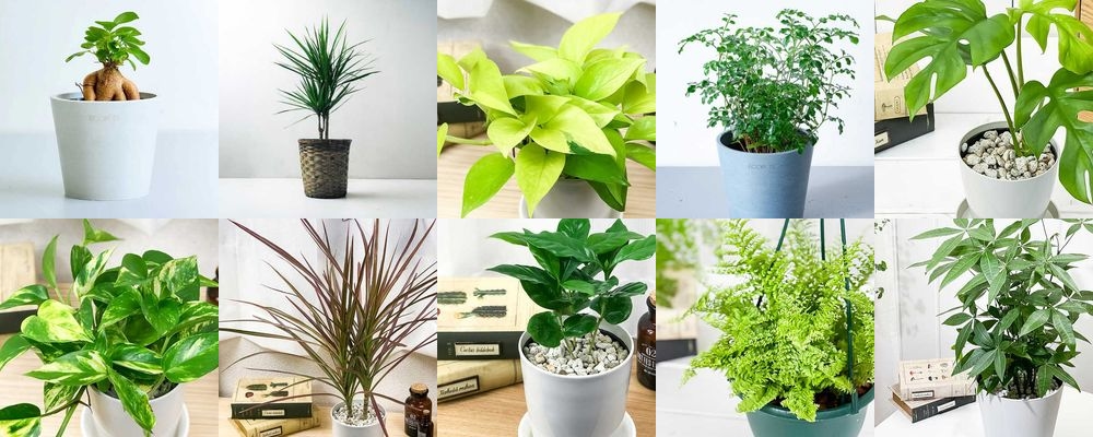 退職祝いにおすすめ！飾って楽しめる観葉植物の人気プレゼント13選