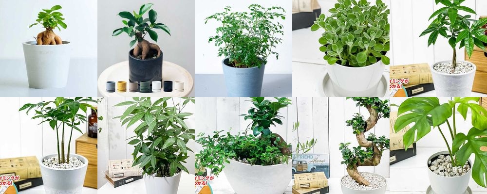 男性におすすめの観葉植物ギフト15選｜育てやすくおしゃれな人気植物を厳選