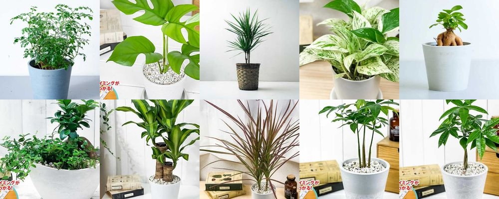 出産祝いに喜ばれるおすすめの観葉植物13選！育てやすいアイテム