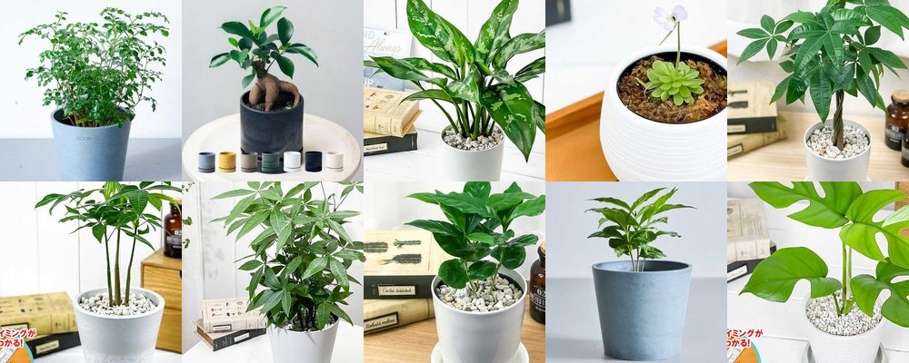 父の日に贈りたい癒しの観葉植物15選｜育てやすい人気品種をご紹介