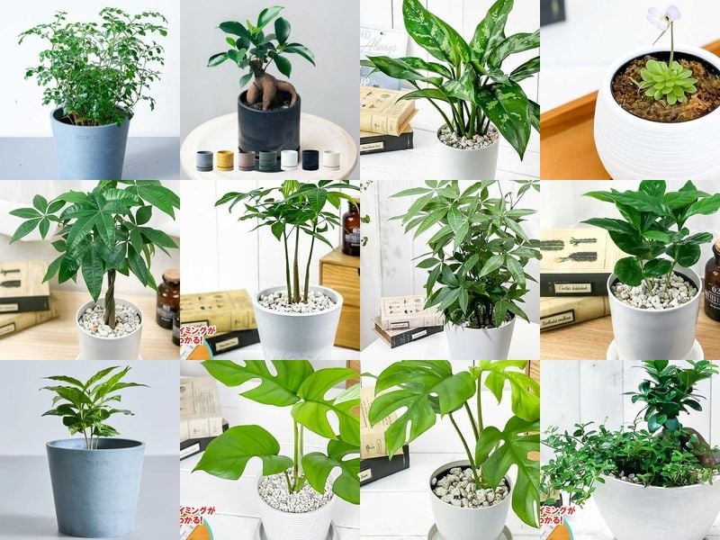 その他観葉植物 ani 父の日に贈りたい癒しの観葉植物15選｜育てやすい人気品種をご紹介