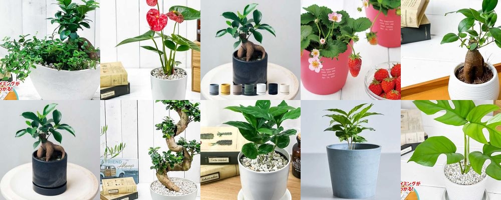 女性に贈る観葉植物ギフト15選｜おしゃれで育てやすい植物を厳選