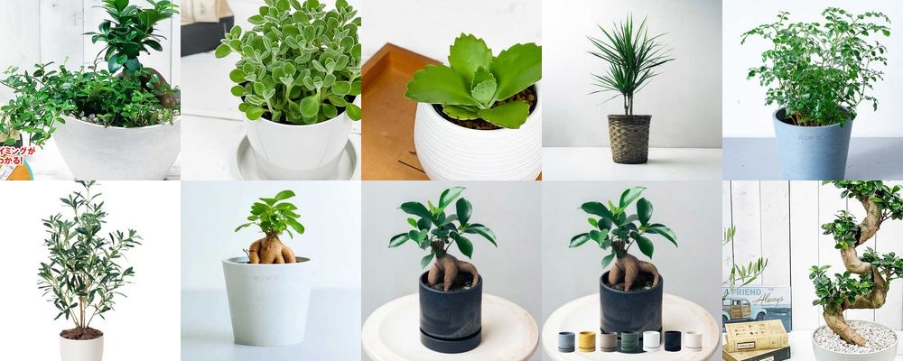 敬老の日に贈る観葉植物15品。気持ちが伝わるおすすめアイテムをご紹介