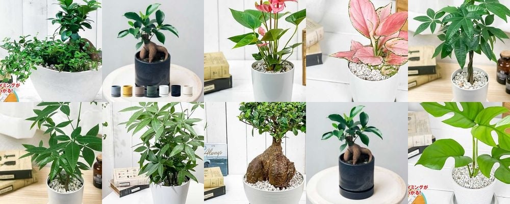 新築祝い・引っ越し祝いに喜ばれる観葉植物15選！縁起の良い人気グリーンを厳選