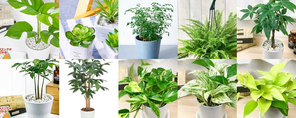 母の日のプレゼントに観葉植物がおすすめ！育てやすい人気ギフト15選