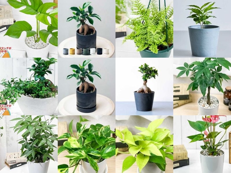 その他観葉植物 ani 卒業祝いに喜ばれる観葉植物のプレゼントおすすめ14点｜種類別に紹介