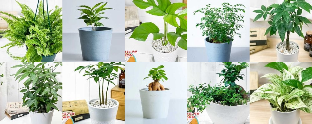 還暦祝いに観葉植物のプレゼントがおすすめ！育てやすいアイテム13選