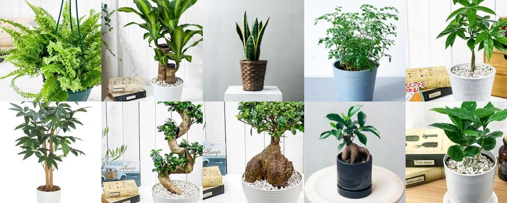 昇進祝いに観葉植物を贈ろう！祝福の気持ちが伝わるプレゼント15選